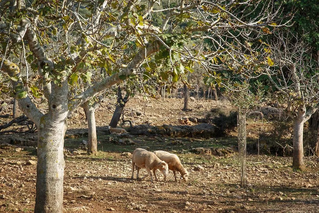 Agroturismo S'Arbocar Sant Llorenc Des Cardassar Alloggio per agriturismo
